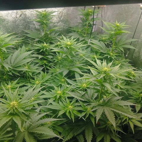 9xClon BGC#2  growlog timeline photo