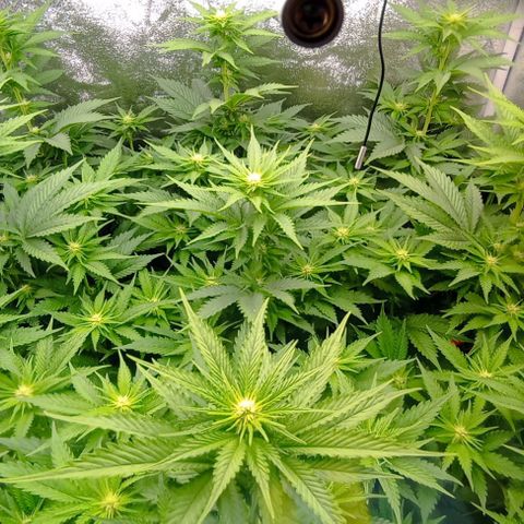 9xClon BGC#2  growlog timeline photo