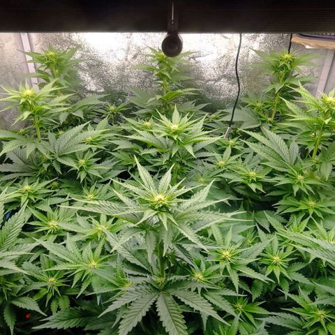 9xClon BGC#2  growlog timeline photo