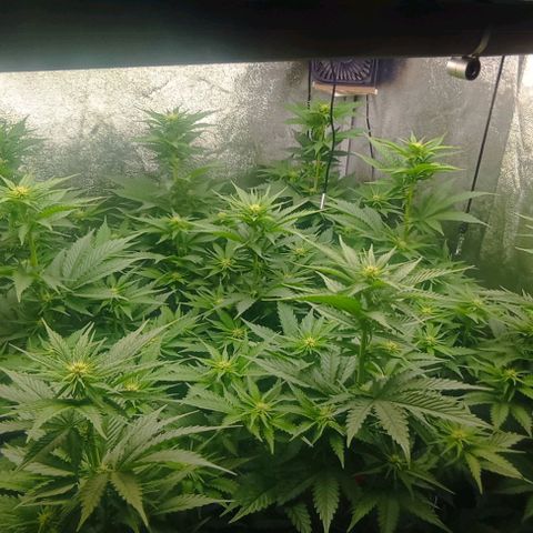 9xClon BGC#2  growlog timeline photo
