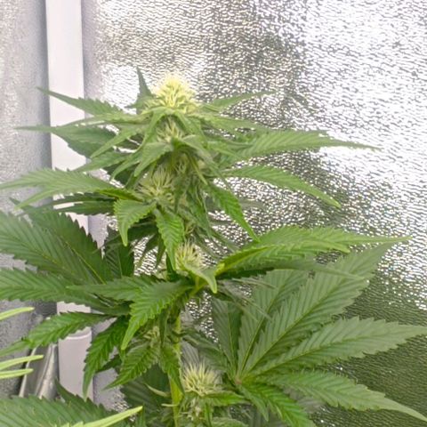 9xClon BGC#2  growlog timeline photo