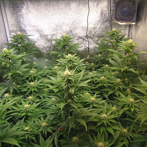 9xClon BGC#2  growlog timeline photo