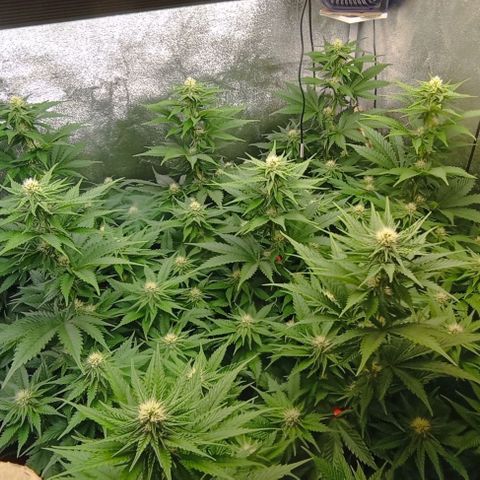 9xClon BGC#2  growlog timeline photo