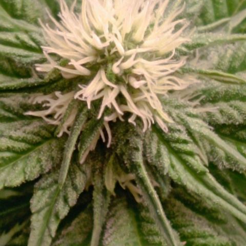 9xClon BGC#2  growlog timeline photo