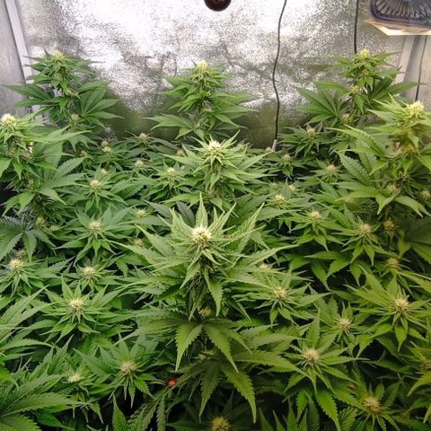 9xClon BGC#2  growlog timeline photo