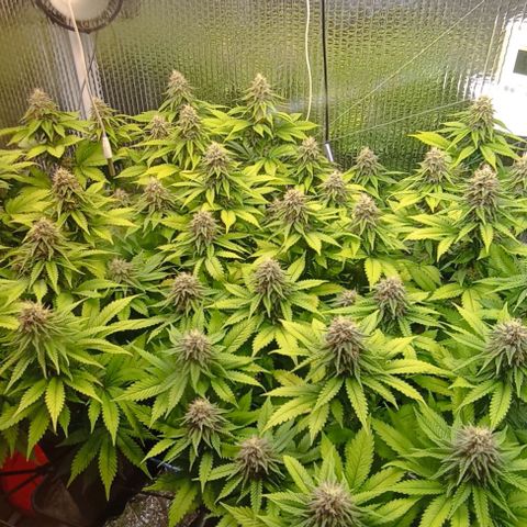 S.C.R.O.G /Bgc#1 bgc#2 growlog timeline photo