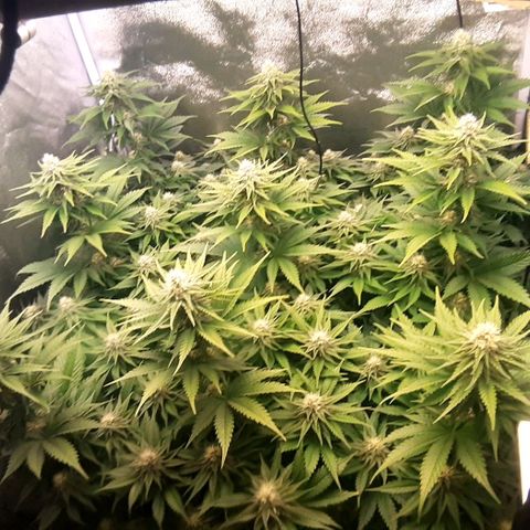 9xClon BGC#2  growlog timeline photo