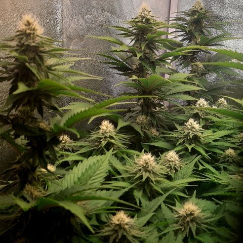 9xClon BGC#2  growlog timeline photo