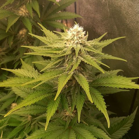 9xClon BGC#2  growlog timeline photo