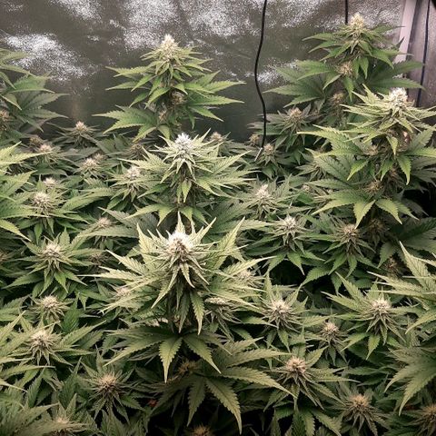 9xClon BGC#2  growlog timeline photo