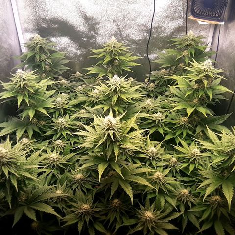9xClon BGC#2  growlog timeline photo