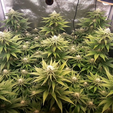 9xClon BGC#2  growlog timeline photo