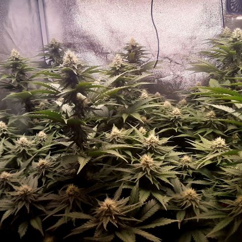 9xClon BGC#2  growlog timeline photo