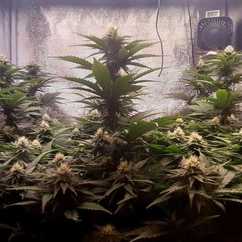 9xClon BGC#2  growlog timeline photo