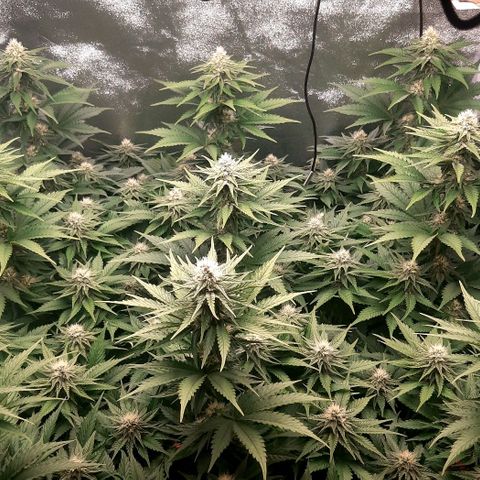 9xClon BGC#2  growlog timeline photo