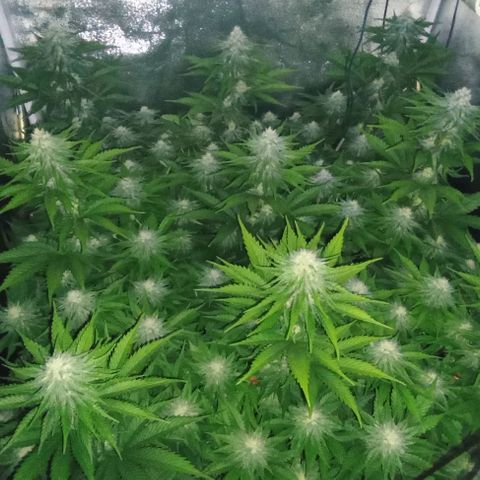 9xClon BGC#2  growlog timeline photo