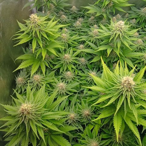 9xClon BGC#2  growlog timeline photo