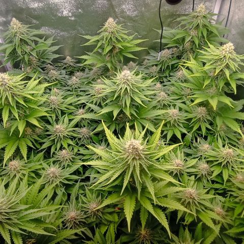 9xClon BGC#2  growlog timeline photo