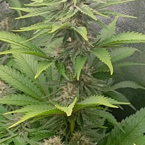 9xClon BGC#2  growlog timeline photo