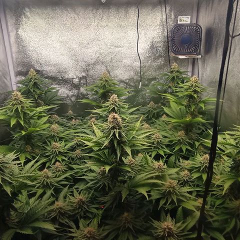 9xClon BGC#2  growlog timeline photo