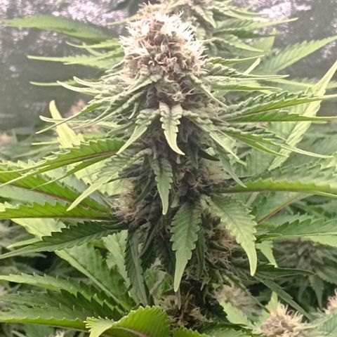 9xClon BGC#2  growlog timeline photo