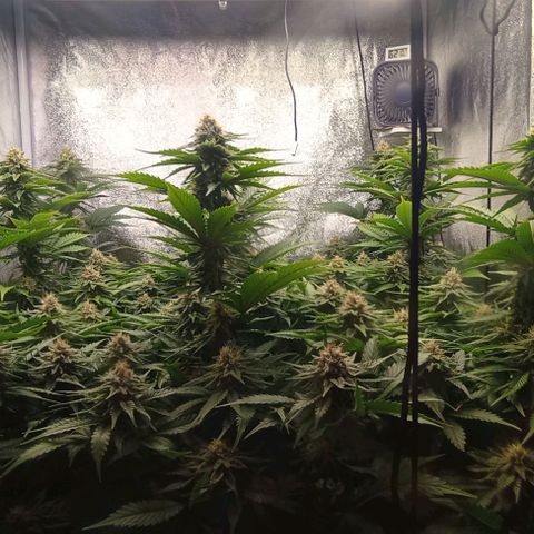 9xClon BGC#2  growlog timeline photo