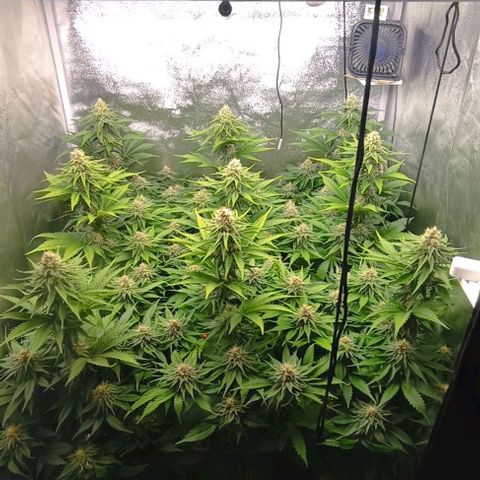 9xClon BGC#2  growlog timeline photo