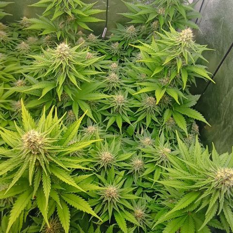 9xClon BGC#2  growlog timeline photo