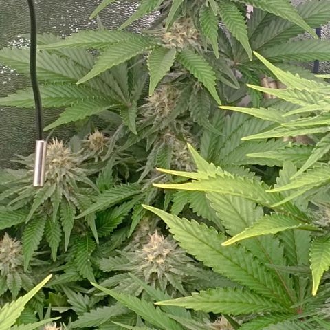 9xClon BGC#2  growlog timeline photo