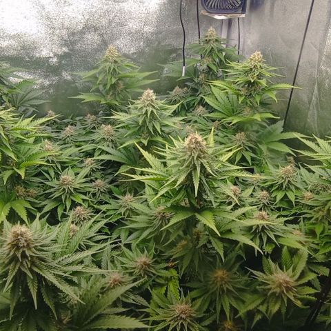 9xClon BGC#2  growlog timeline photo