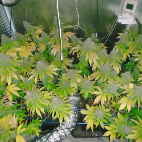 S.C.R.O.G /Bgc#1 bgc#2 growlog photo: BGC#2