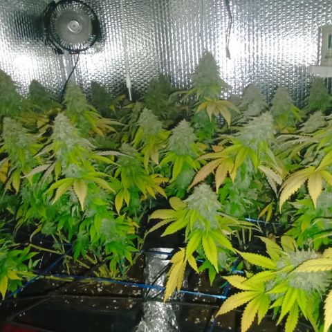 S.C.R.O.G /Bgc#1 bgc#2 growlog photo: BGC#2