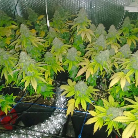 S.C.R.O.G /Bgc#1 bgc#2 growlog photo: BGC#2
