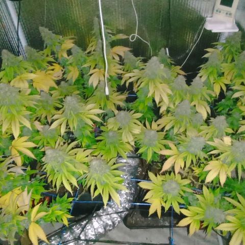 S.C.R.O.G /Bgc#1 bgc#2 growlog photo: BGC#2