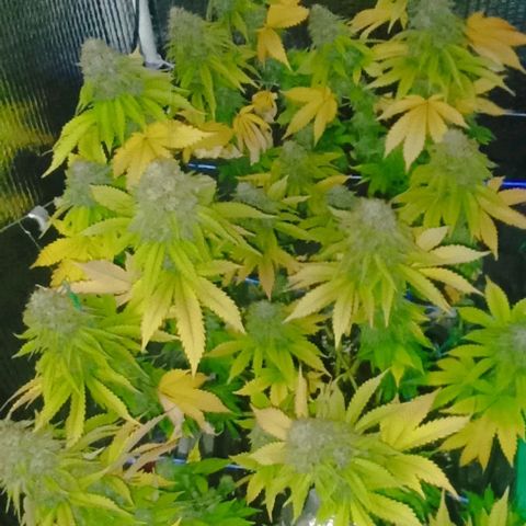 S.C.R.O.G /Bgc#1 bgc#2 growlog photo: BGC#1