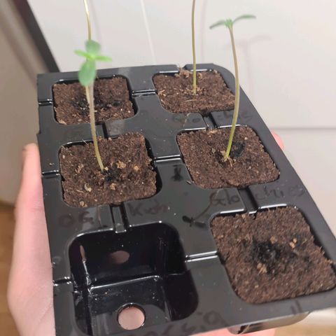 Gorilla Glue growlog timeline photo