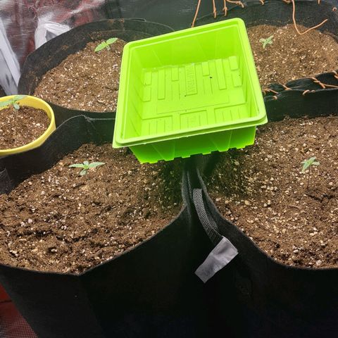 Gorilla Glue growlog photo: Höhe : 6,5cm 
Breite: 4,5xm