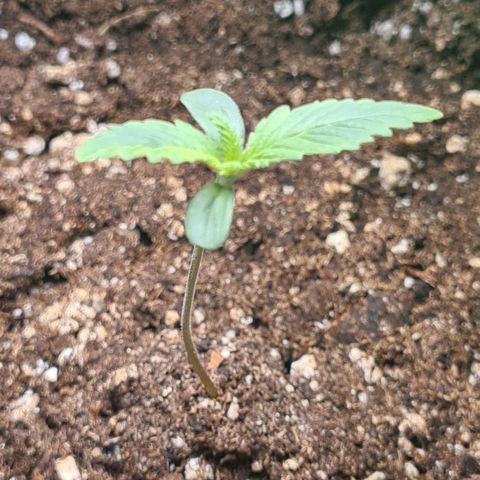 Gorilla Glue growlog photo: Höhe : 6,5cm 
Breite: 4,5xm
