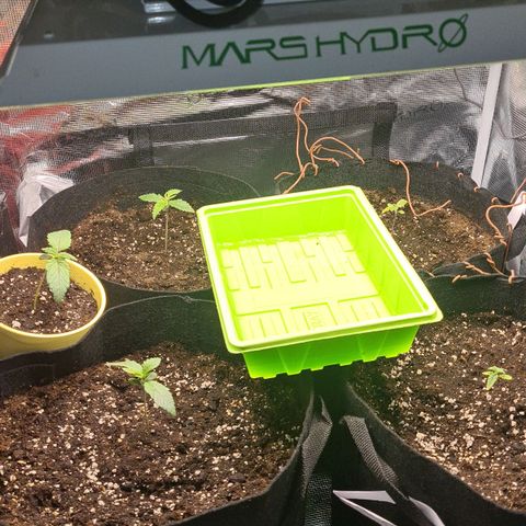 Gorilla Glue growlog timeline photo