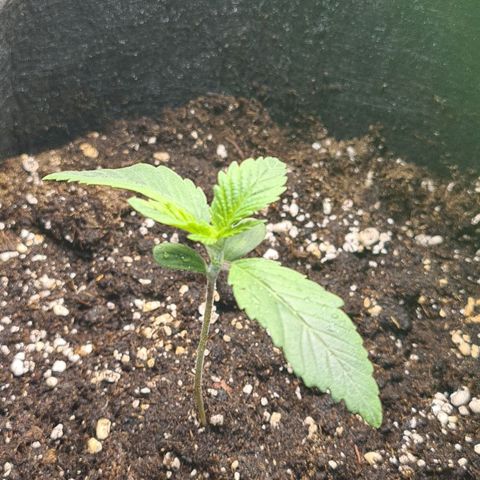 Gorilla Glue growlog timeline photo