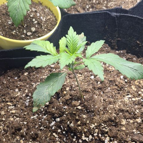 Gorilla Glue growlog timeline photo