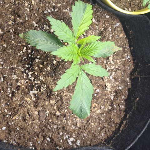 Gorilla Glue growlog timeline photo