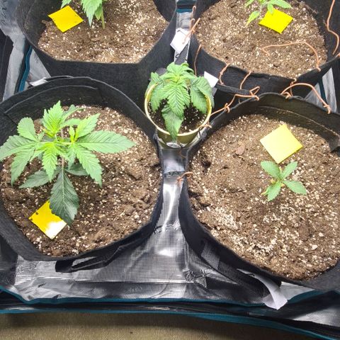 Gorilla Glue growlog timeline photo