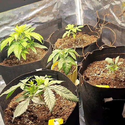 Gorilla Glue growlog timeline photo