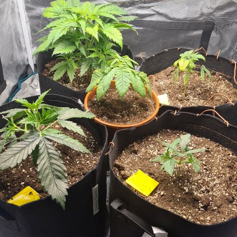 Gorilla Glue growlog timeline photo