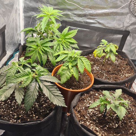 Gorilla Glue growlog timeline photo