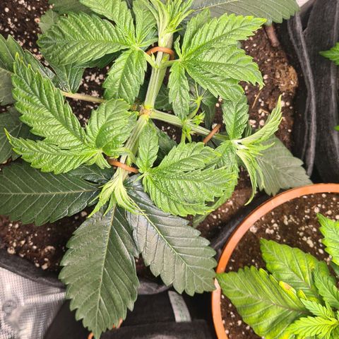 Gorilla Glue growlog timeline photo