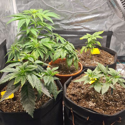 Gorilla Glue growlog timeline photo