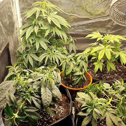 Gorilla Glue growlog timeline photo
