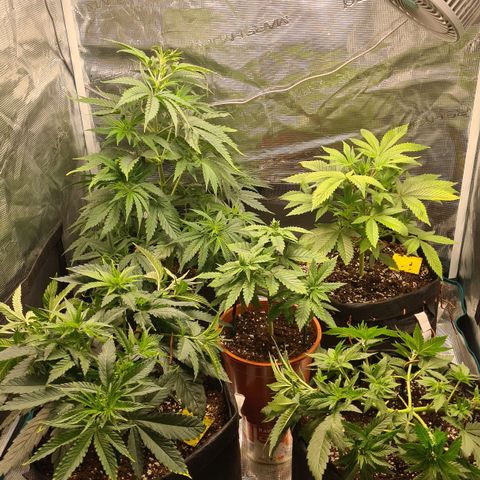 Gorilla Glue growlog timeline photo